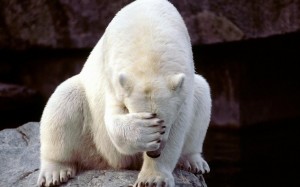 cool-animal-pics-polar-bear-soooo-embarrassed-randumbuzz_136177