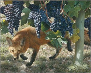 foxes-vine1
