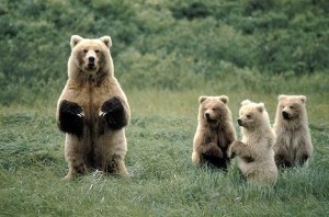 The Bear Family Stand Up