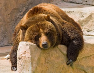 grizzly-sleeping