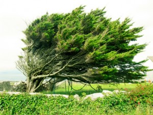 treewind