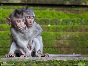 surprised-baby-monkeys