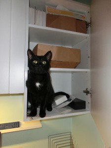 Oliver in cabinet