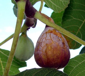 A very ripe fig