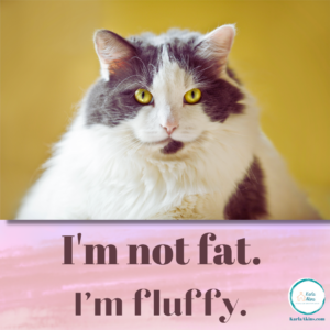 Fat cat staring at camera. I'm not fat. I'm fluffy.