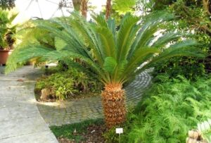 Japanese palm tree cycas revoluta