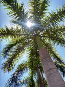 Looking up view of palm tree leaves with sun peeking through