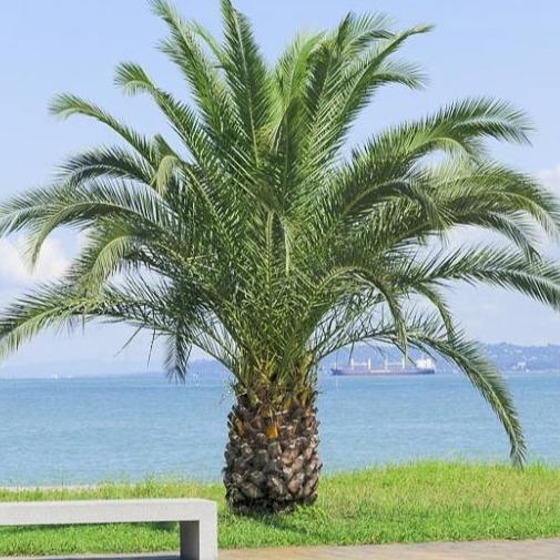 Pygmy date palm tree standing next to ocean